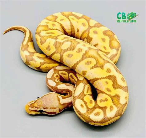 Image result for Pastel Lesser Banana Pie Ball Python