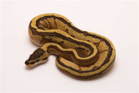 Image result for Super Specter Ball Python