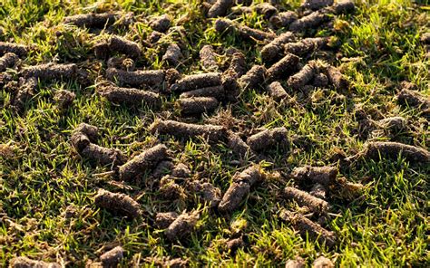 Image result for Tree Root Aeration