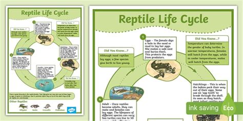Python Life Cycle Kids に対する画像結果