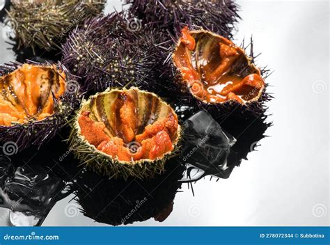 Image result for Open Sea Urchin