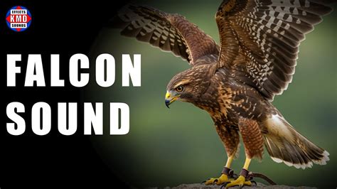 Image result for Falcon Call Sound