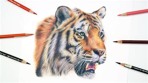 Tiger Drawing Tutorial 的图像结果
