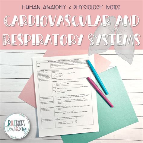 Image result for Cardiovascular System Photo Human