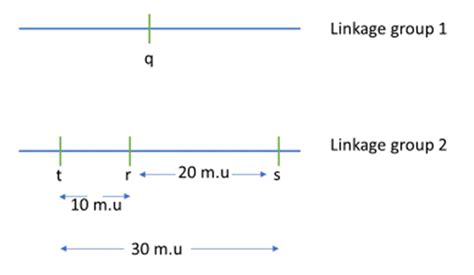 Image result for Simple Genetic Map