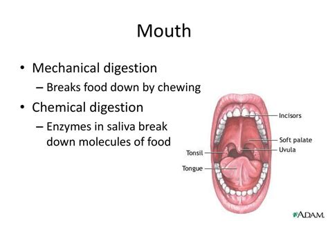 Image result for Watching Food in Mouth Digestive System
