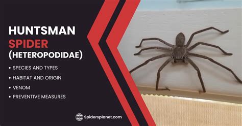 Image result for Huntsman Spider Arizona