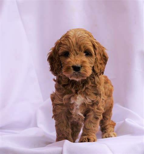 Image result for Cockapoo Puppy Breeders