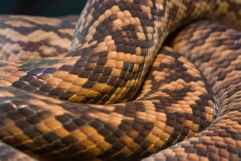 Image result for Scrub Python Australia Forest