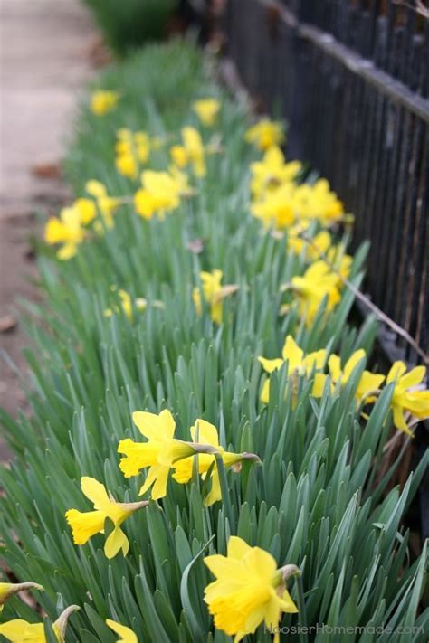 Afbeeldingsresultaten voor How to Replant Daffodil Bulbs