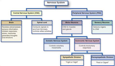 Image result for Autonomic Nervous System Model