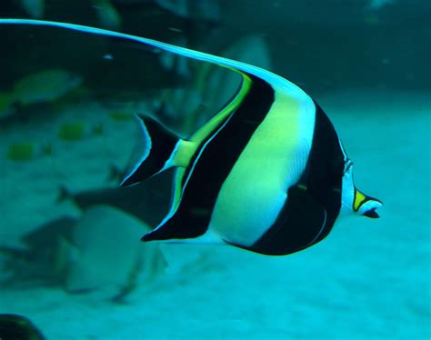 Image result for Fish Oocyte