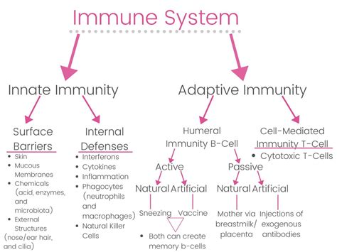 Adaptive Immunity Flow Chart に対する画像結果