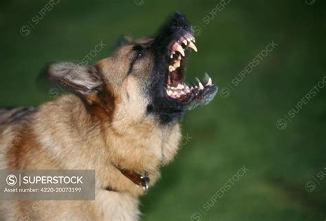 Image result for Angry German Shepherd