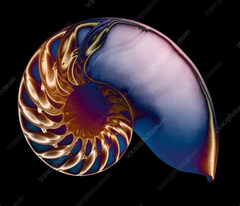 Image result for Nautilus Shell Matrix Multiplication by Vector