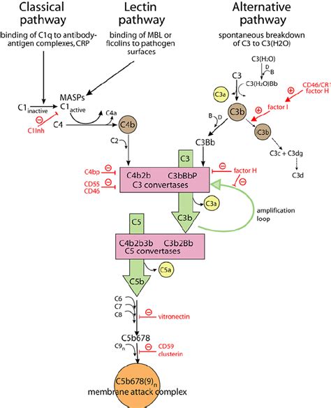 Image result for Complement System Blockers