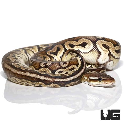 Toradh íomhá ar Axanthic Pewter Ball Python