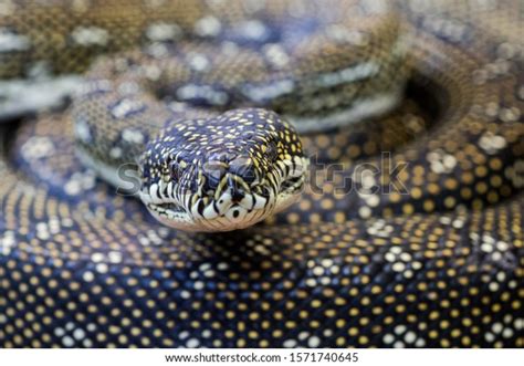 Diamond Python Eye Colour に対する画像結果