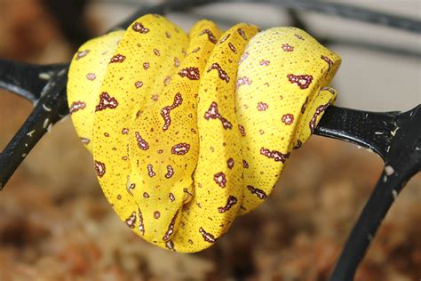 Green Python Hatchlings に対する画像結果