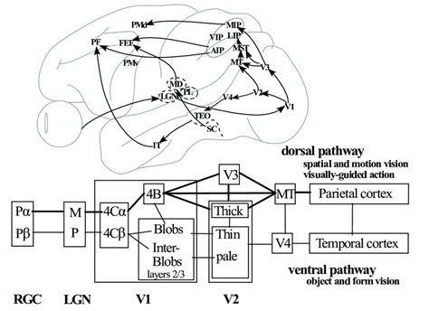 Toradh íomhá ar Visual Processing Pathway Diagram