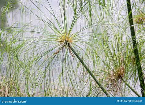 Afbeeldingsresultaten voor Papyrus Icon