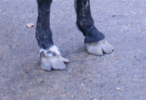 Image result for Split Hoof Animals