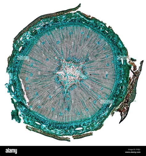 Image result for Micrograph