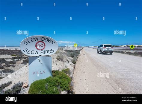 Image result for Slow Birds Crossing