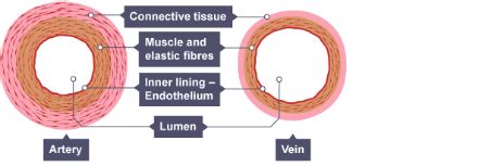 Afbeeldingsresultaten voor Simple Diagram of Vein Cross Section