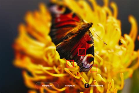 Image result for Focus Staking Example