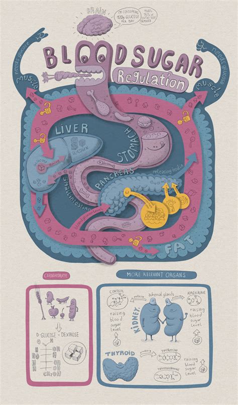 Image result for Blood Sugar Regulation
