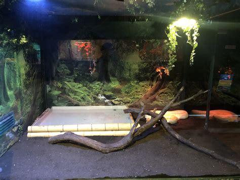 Burmese Python Tank Setup に対する画像結果