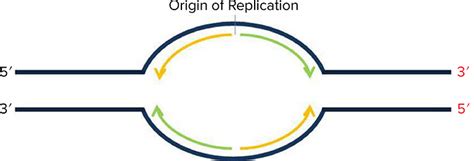 Image result for Microarray Analysis Bidirectional Replication