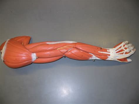 Image result for Arm Models