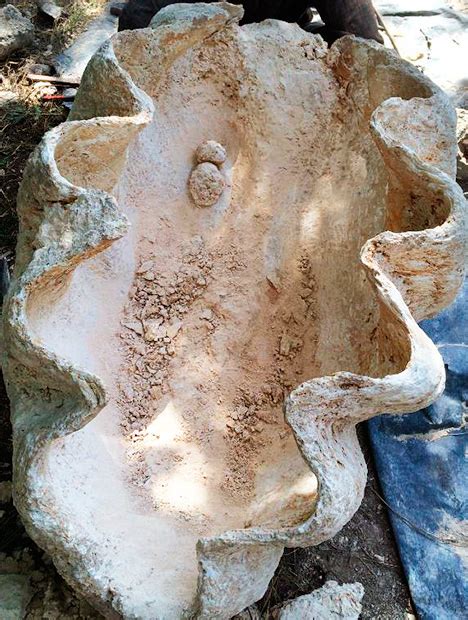 Image result for Fossil Pearl