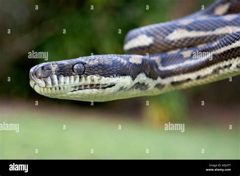 Grey Coastal Carpet Python に対する画像結果