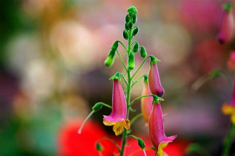 Image result for Bing Search App