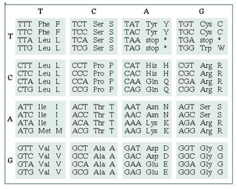 Toradh íomhá ar Gene Coding Sequence