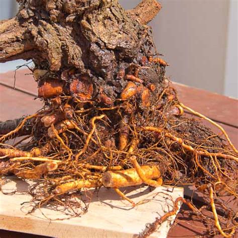 Image result for Chinese Elm Tree Root System