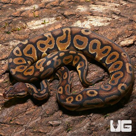 Image result for Red Ball Game in Python