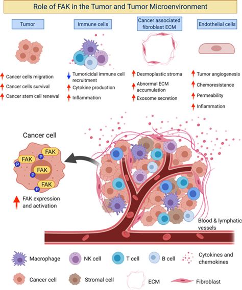 Image result for Focal Adhesion Microenvironment