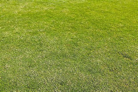 Golf Turf Graphic に対する画像結果