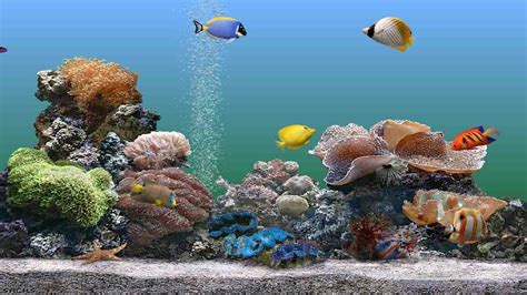 Image result for Screensaver Live Fish Aq