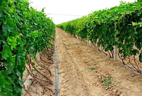 Image result for Edge Impulse Vineyard Irrigation
