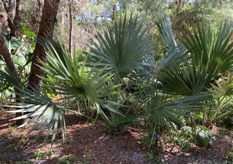 Different Palm Tree Types に対する画像結果