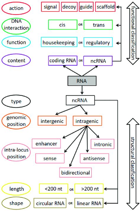 Image result for Non-Coding RNA Animation