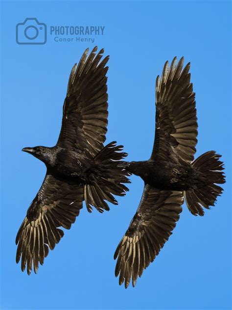 Image result for Ravens Bird and Cats