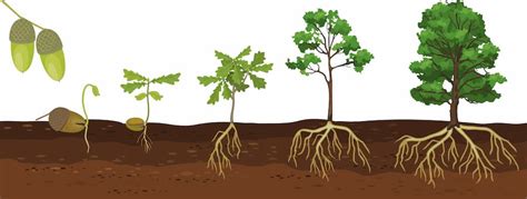 Image result for Water Oak Tree Root System