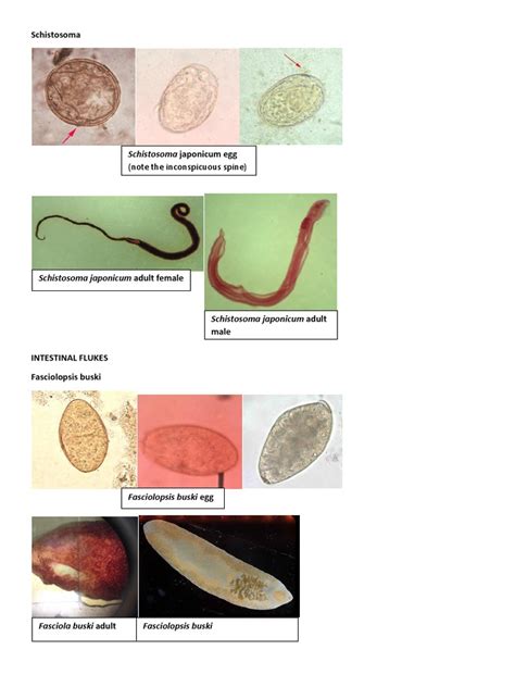 Image result for Parasitology Examples