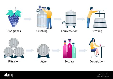 Wine Making Process Malolactic Fermentation に対する画像結果